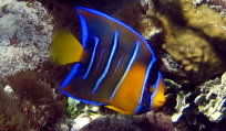 Juvenile Queen Angelfish