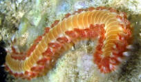 Bearded Fire Worm