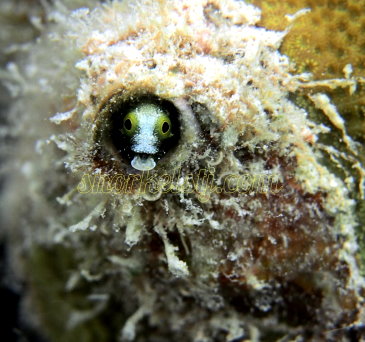 Spinyhead Blenny