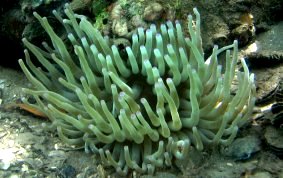 Caribbean Giant Anemone