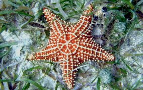 Cushion Sea Star