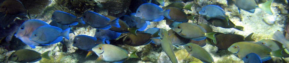 Blue Tang