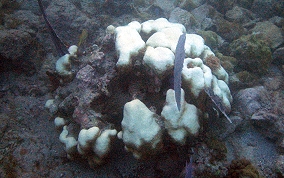 Coral Bleaching