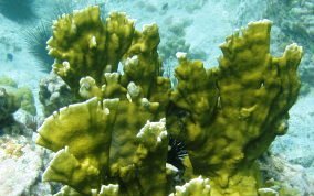 Blade Fire Coral - Millepora complanata