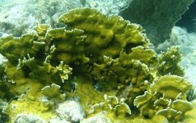 Blade Fire Coral - Millepora complanata