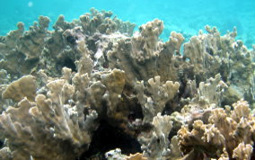 Blade Fire Coral - Millepora complanata