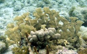 Blade Fire Coral - Millepora complanata