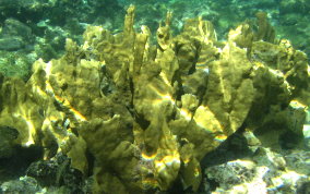 Blade Fire Coral - Millepora complanata