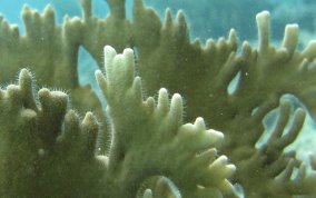 Branching Fire Coral - Millepora alcicornis 