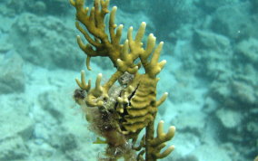 Branching Fire Coral - Millepora alcicornis 