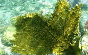 Branching Fire Coral - Millepora alcicornis 