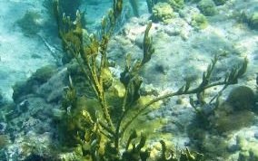 Branching Fire Coral - Millepora alcicornis 