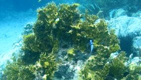 Branching Fire Coral - Millepora alcicornis 