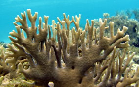 Branching Fire Coral