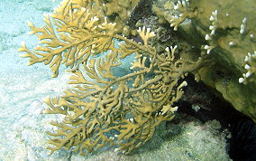 Branching Fire Coral - Millepora alcicornis 