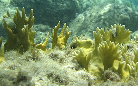 Branching Fire Coral - Millepora alcicornis 