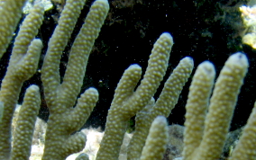 Bent Sea Rod - Plexaura flexuosa