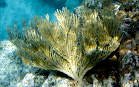 Bent Sea Rod - Plexaura flexuosa