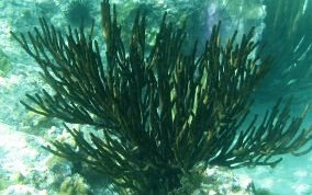 Black Sea Rod - Plexaura homomalla