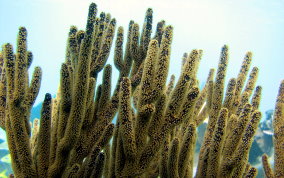 Black Sea Rod - Plexaura homomalla