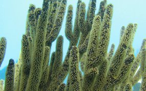 Black Sea Rod - Plexaura homomalla