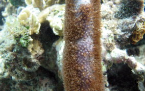 Corky Sea Finger - Briareum asbestium