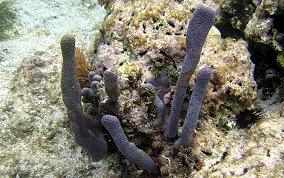 Corky Sea Finger - Briareum asbestium