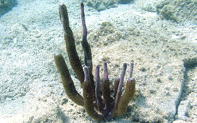 Corky Sea Finger - Briareum asbestium