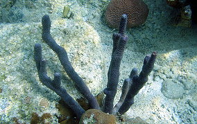 Corky Sea Finger - Briareum asbestium