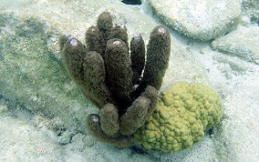 Corky Sea Finger - Briareum asbestium