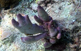 Corky Sea Finger - Briareum asbestium