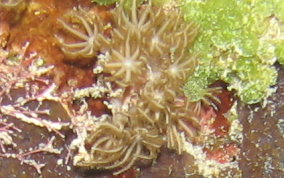 Corky Sea Finger - Briareum asbestium