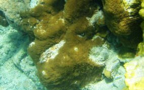 Encrusting Gorgonian - Erythropodium caribaeorum