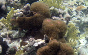 Encrusting Gorgonian - Erythropodium caribaeorum