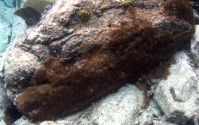 Encrusting Gorgonian - Erythropodium caribaeorum