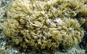 Encrusting Corky Sea Finger