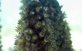 Knobby Sea Rod - Eunicea sp.