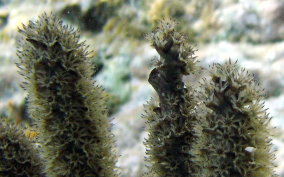 Knobby Sea Rod - Eunicea sp.