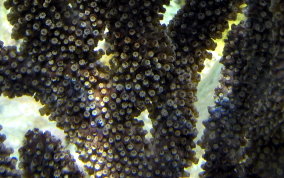 Knobby Sea Rod - Eunicea sp.