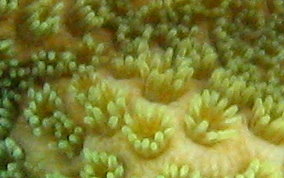 Mustard Hill Coral - Porites astreoides