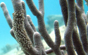 Porous Sea Rod