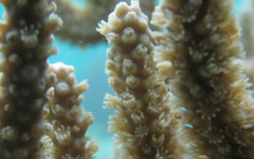 Porous Sea Rod