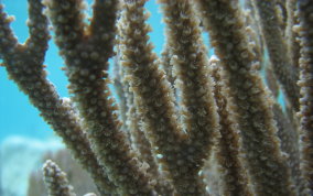 Porous Sea Rod