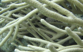 Porous Sea Rod