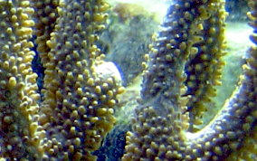 Porous Sea Rod