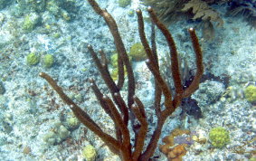 Porous Sea Rod