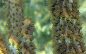 Porous Sea Rod