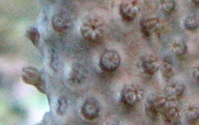 Porous Sea Rod