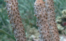 Porous Sea Rod