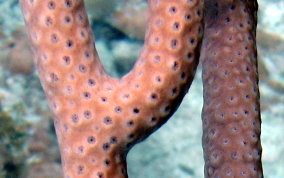 Porous Sea Rod